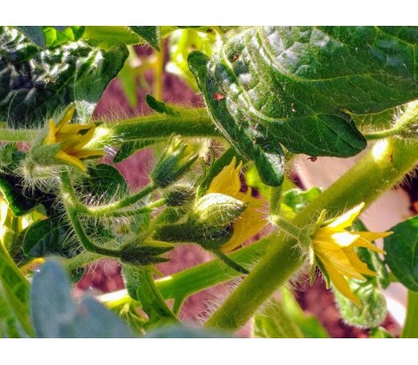 Dwarf pomidorų veislių auginimas ir priežiūra